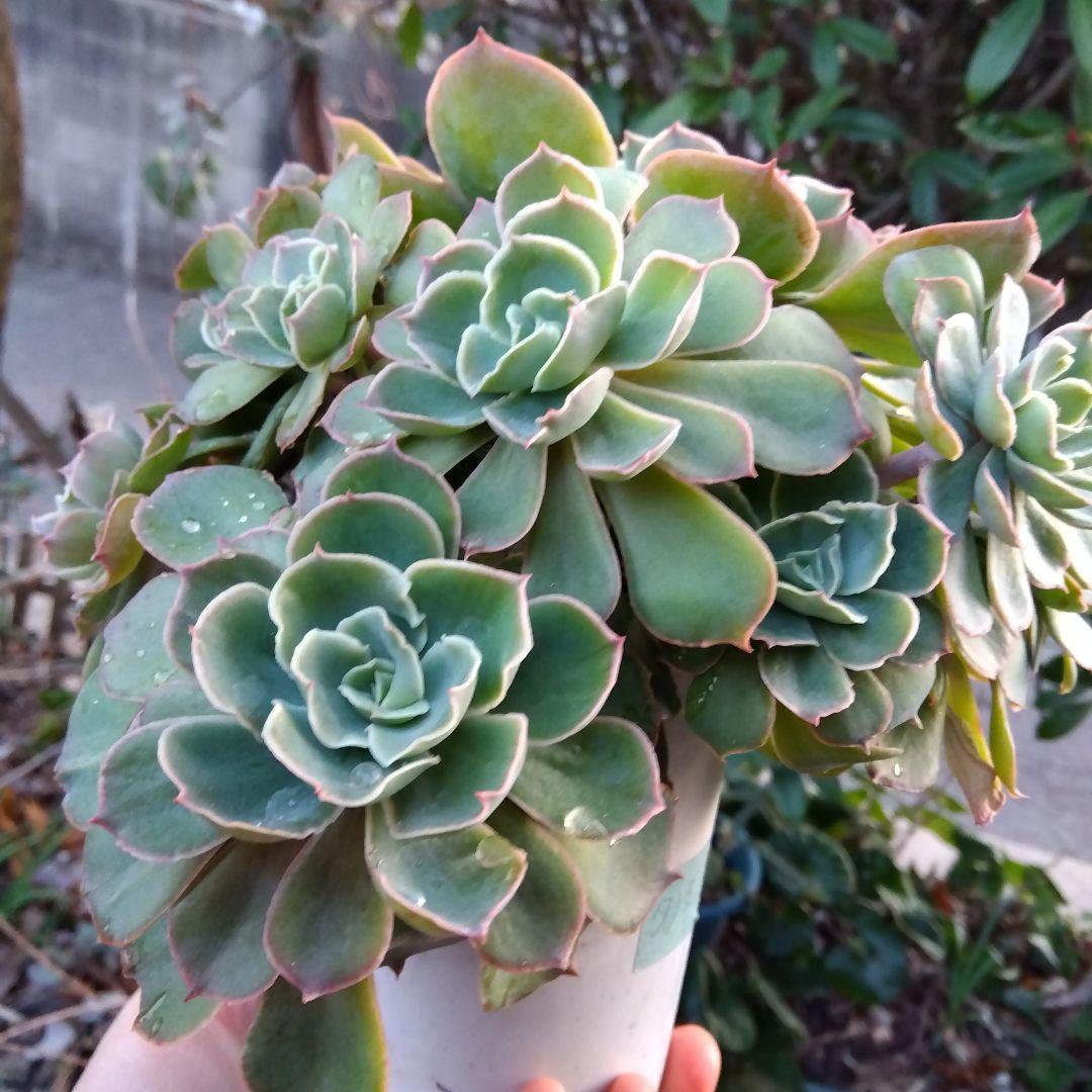 巨大 でかでか～おらいさん デカベリア✡️ミックスベリア夕波✡️ 多肉20頭以上