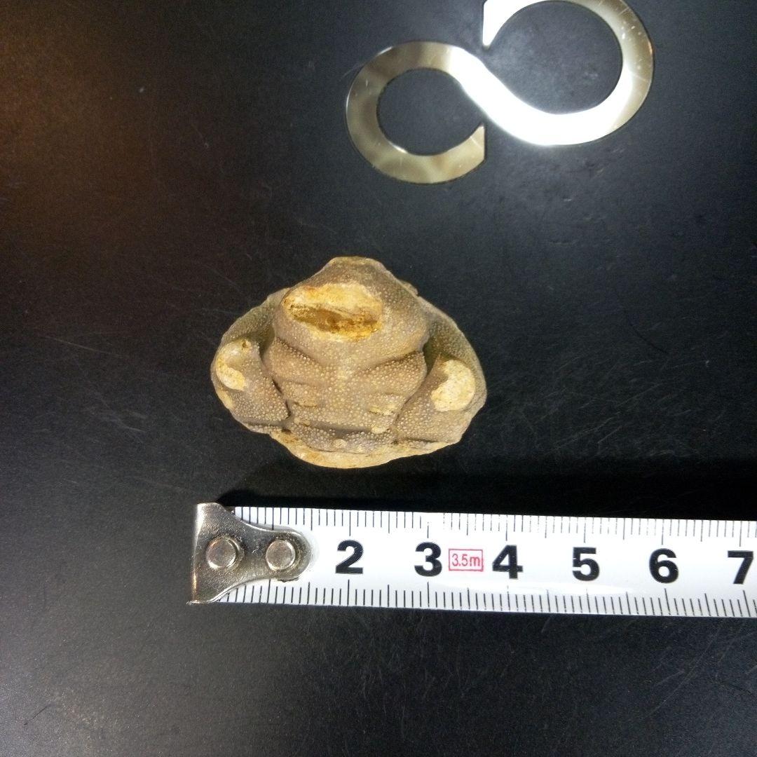 三葉虫　南米産　化石　fossil　ボリビア産　trilobite　南米化石郡①