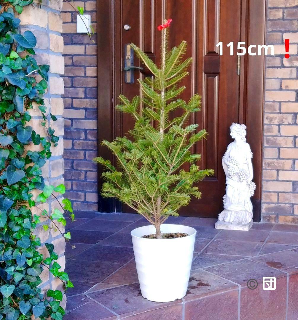 もみの木 モミノキ 苗木 ウラジロモミ 115cm❗クリスマスツリー 鉢植済み