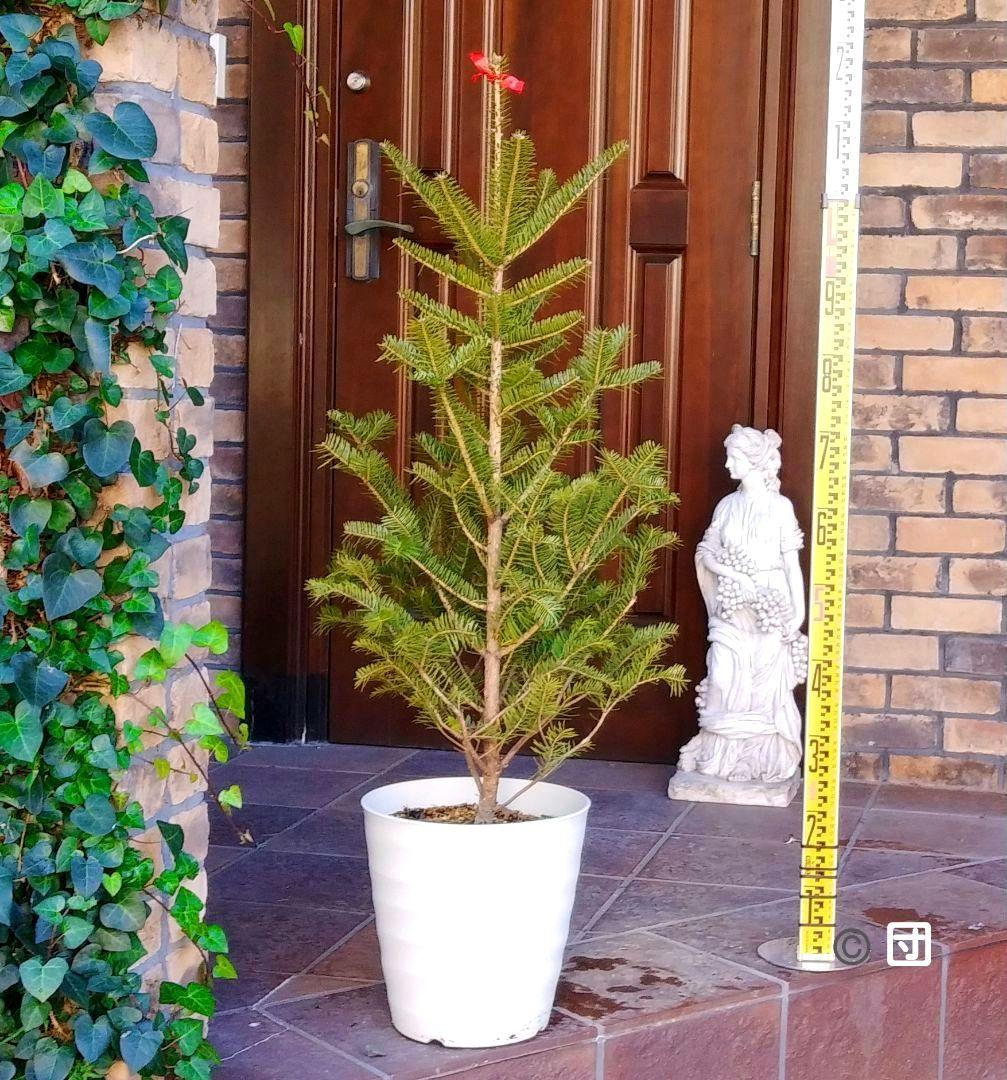 もみの木 モミノキ 苗木 ウラジロモミ 115cm❗クリスマスツリー 鉢植済み