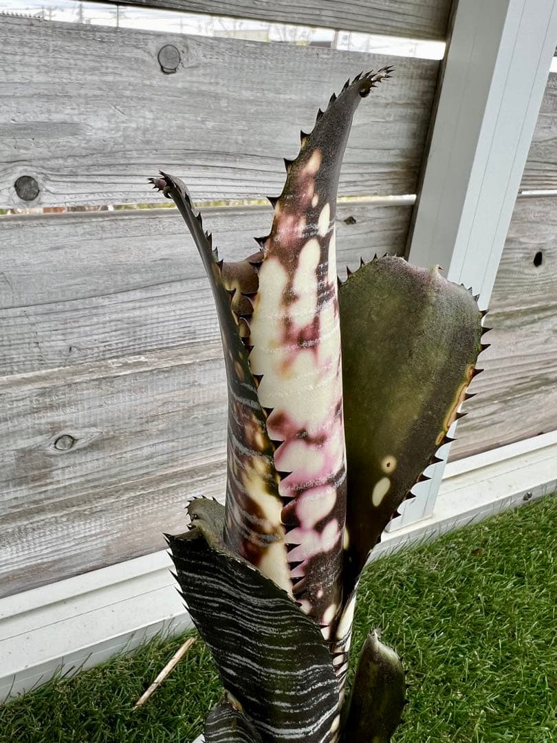 M*e様 ビルベルギア ドミンゴス マルティンス 極上株 リサ