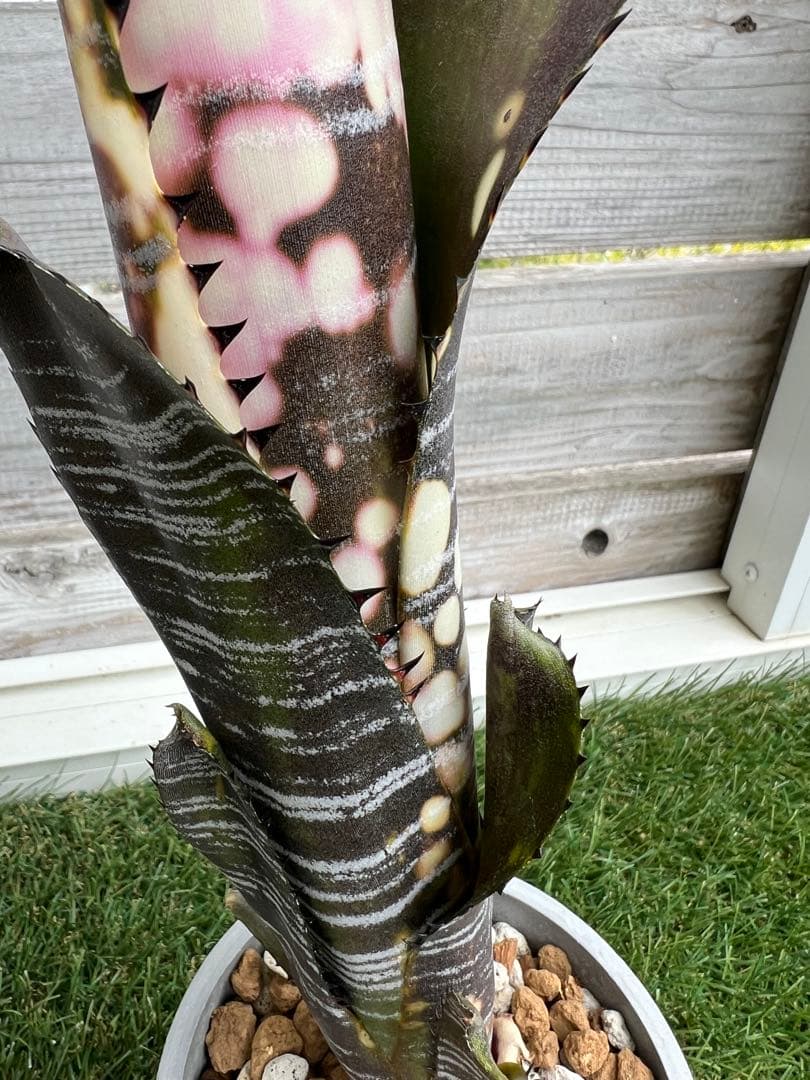 M*e様 ビルベルギア ドミンゴス マルティンス 極上株 リサ