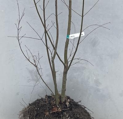 《現品》イロハモミジ　株立ち　樹高1.5ｍ（根鉢含まず）220【紅葉/苗木/植木