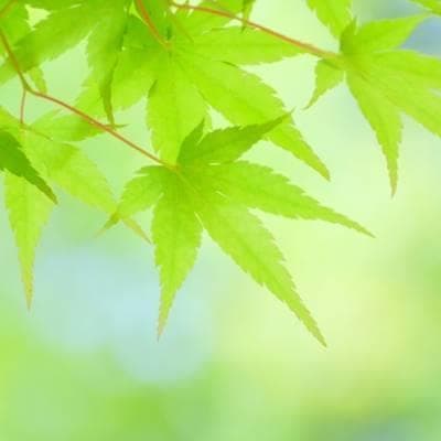 《現品》イロハモミジ　株立ち　樹高1.5ｍ（根鉢含まず）220【紅葉/苗木/植木