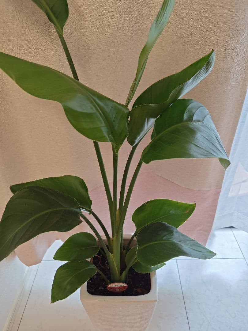 セミオーダー　カーテン