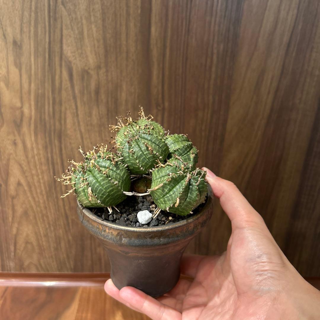 ユーフォルビア　バリダ　多頭