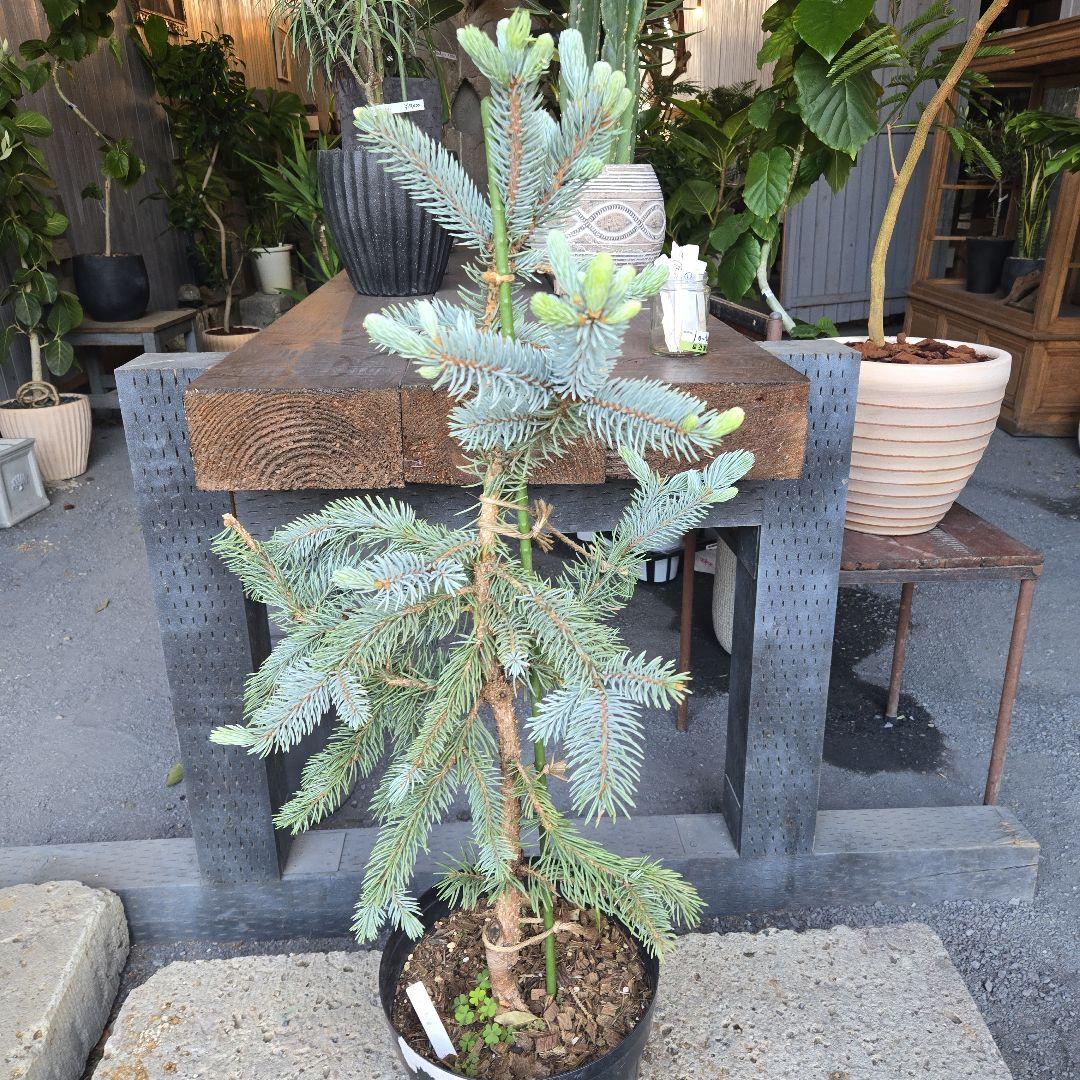 ③　プンゲンストウヒ　ホプシー　8号最高等級極上品‼️