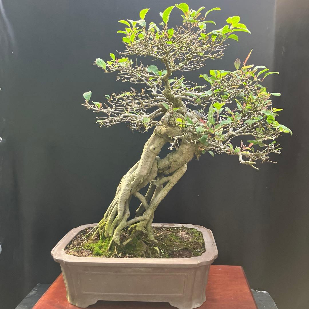 ウメモドキ 盆栽