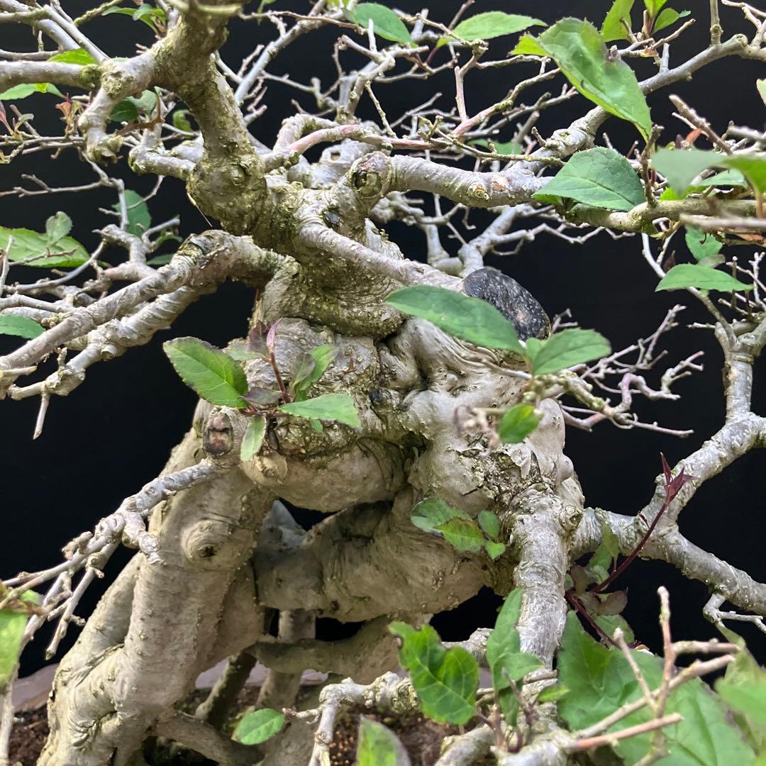 ウメモドキ 盆栽