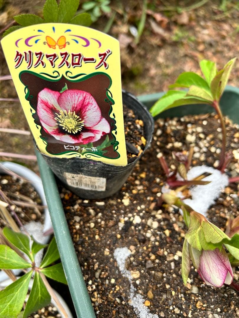 クリスマス　確認用