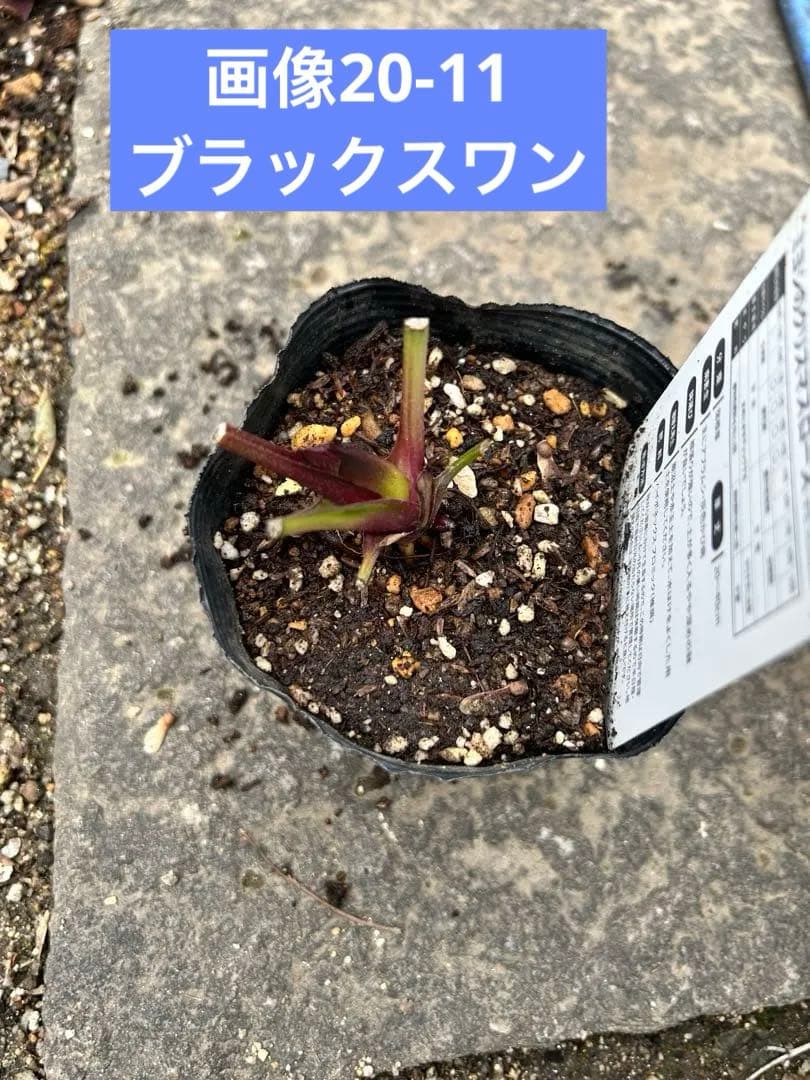 クリスマス　確認用