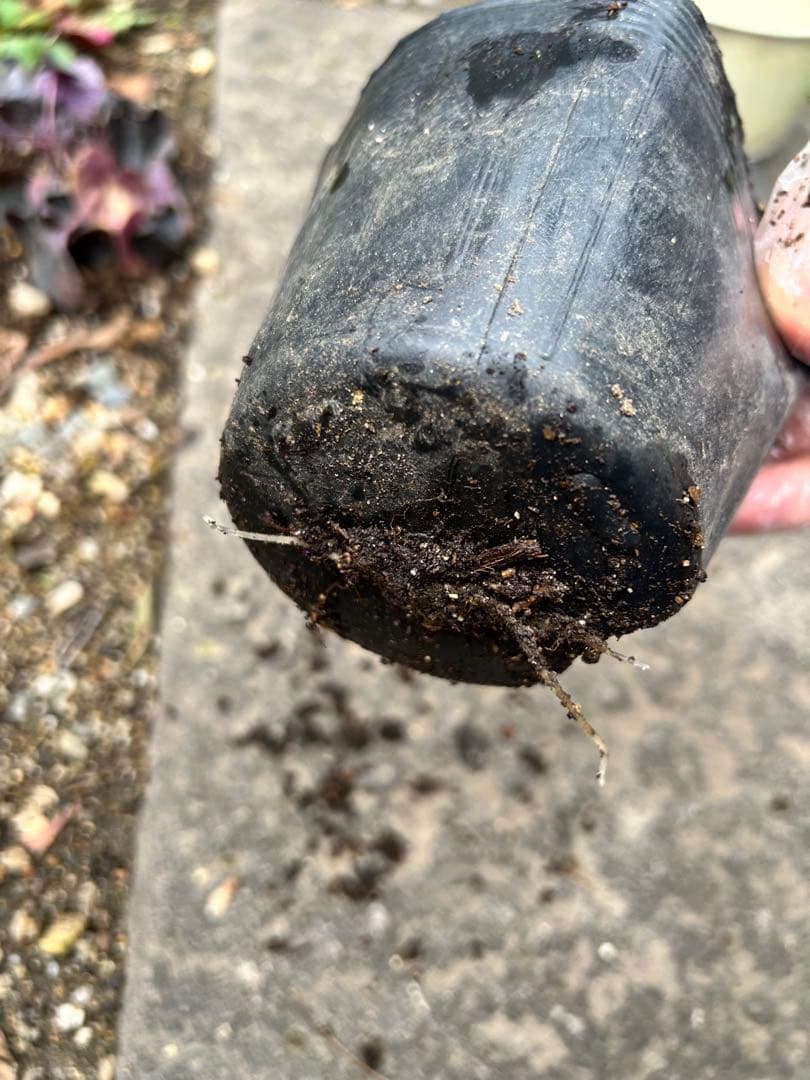 クリスマス　確認用