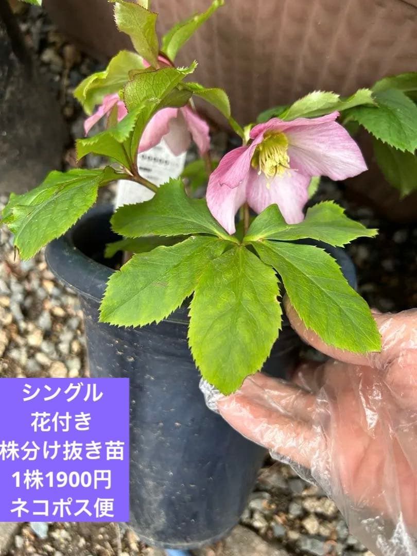 クリスマス　確認用