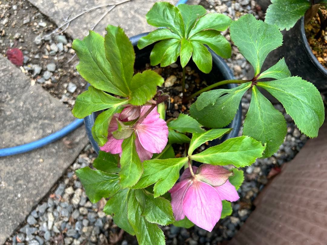 クリスマス　確認用