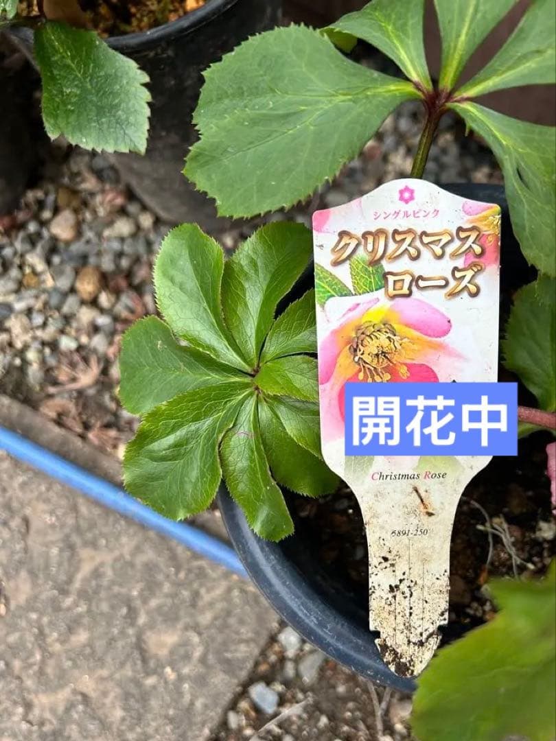 クリスマス　確認用