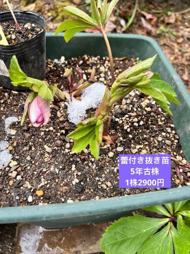 クリスマス　確認用