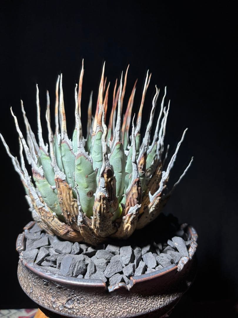 ⭐*ー様 アガベ ユタエンシス　エボリスピナ