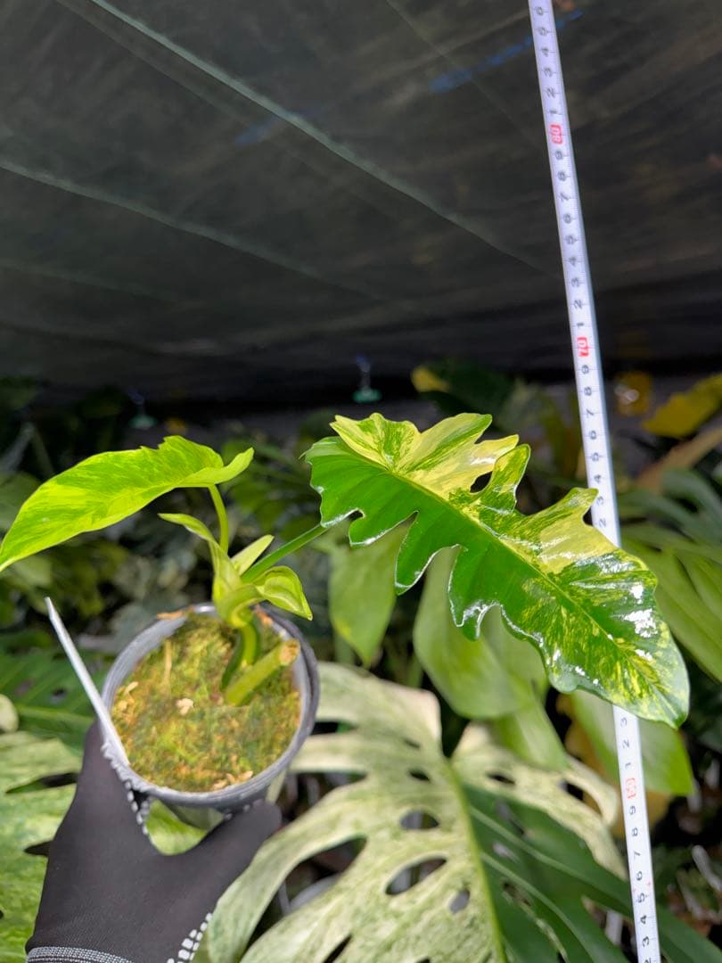 K1 フィロデンドロン　キティナ　健康カット苗