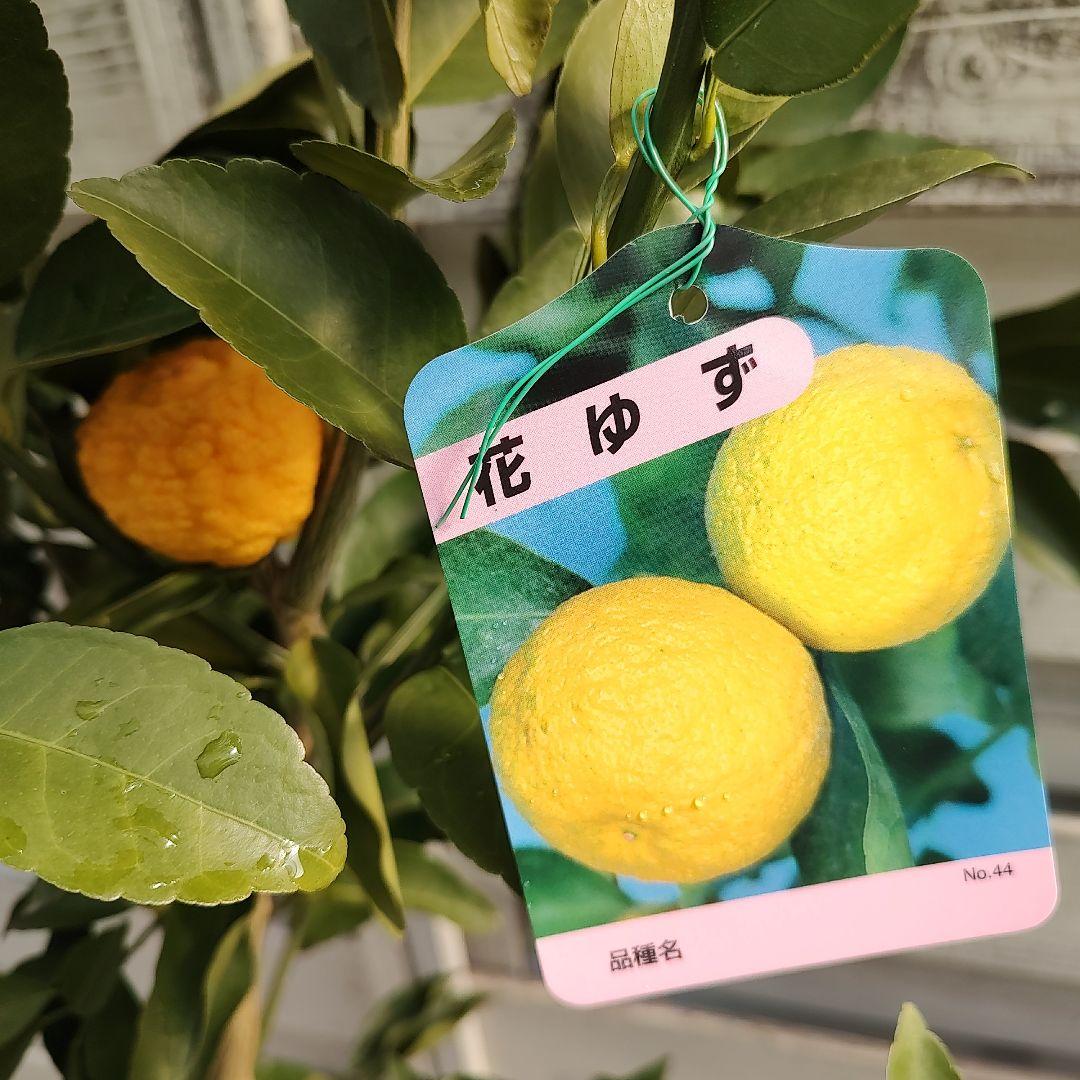 花柚子 3年生 大苗