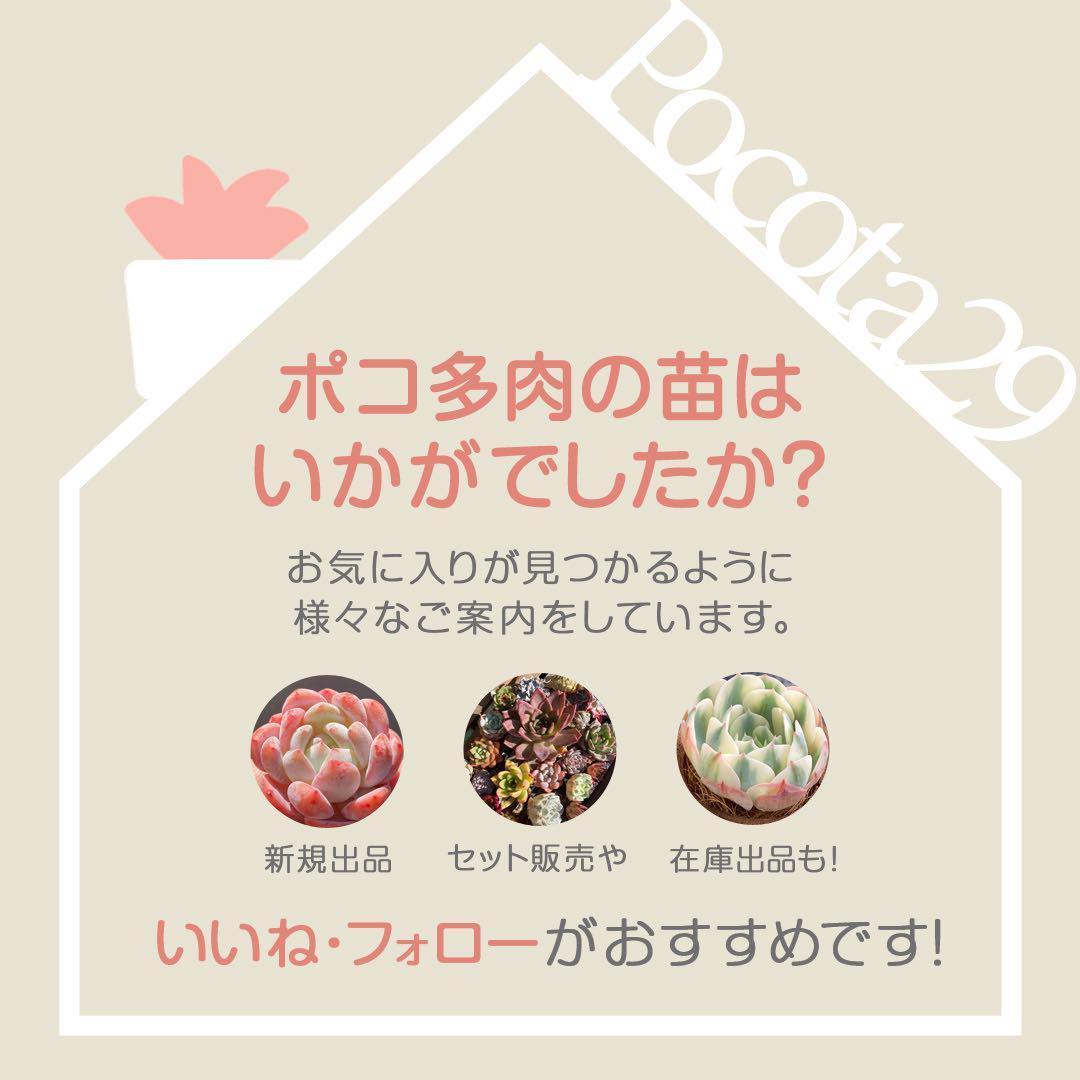 ハオルチア　韓国苗　ブラックオブツーサ錦　多肉植物　ポコ多肉