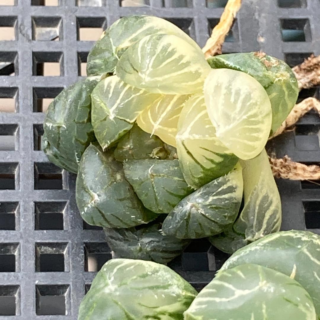 ハオルチア　韓国苗　ブラックオブツーサ錦　多肉植物　ポコ多肉