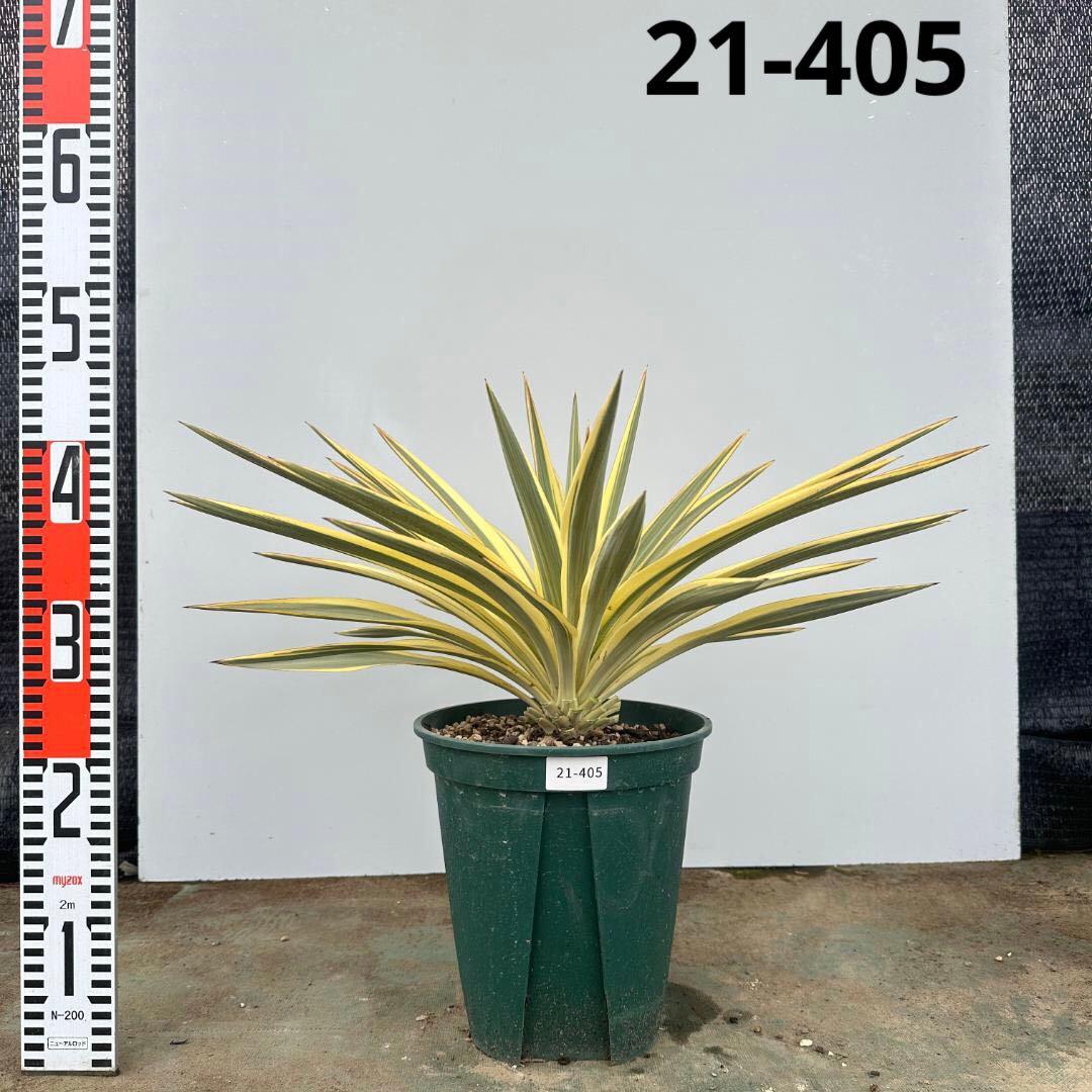 ユッカ　グロリオサ　ブライトスター【21-405】