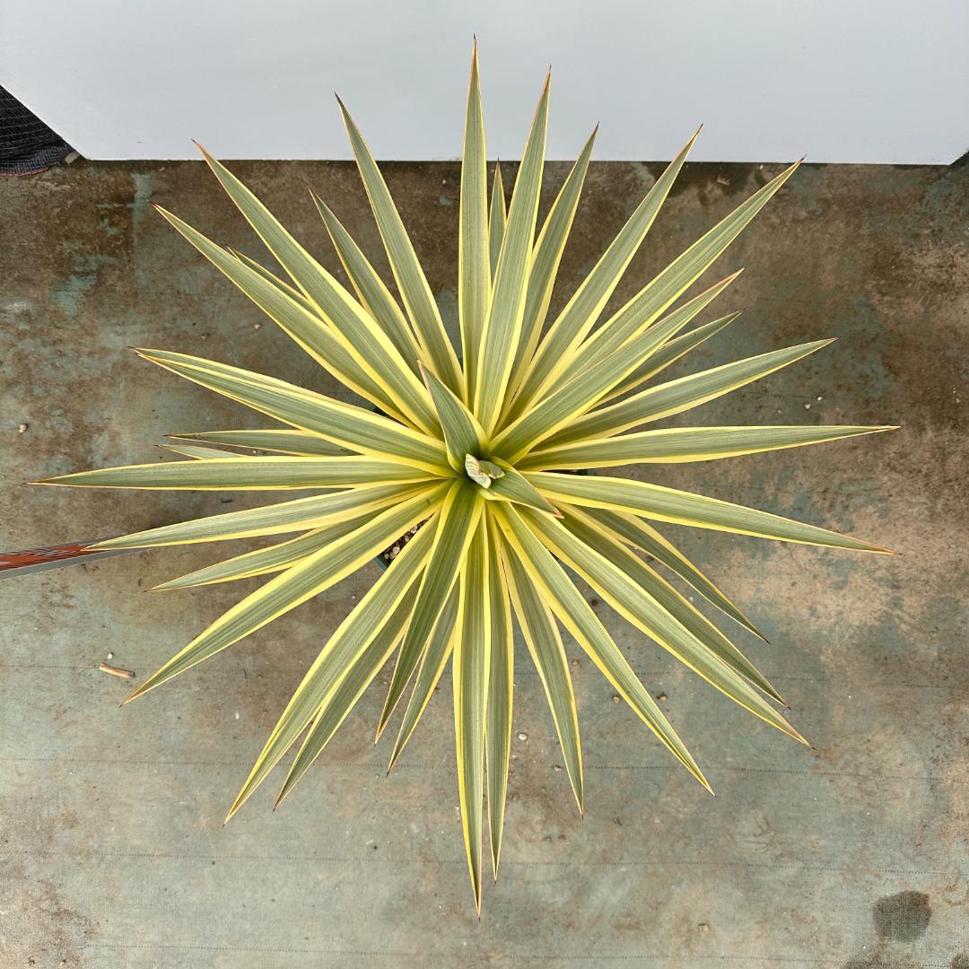 ユッカ　グロリオサ　ブライトスター【21-405】