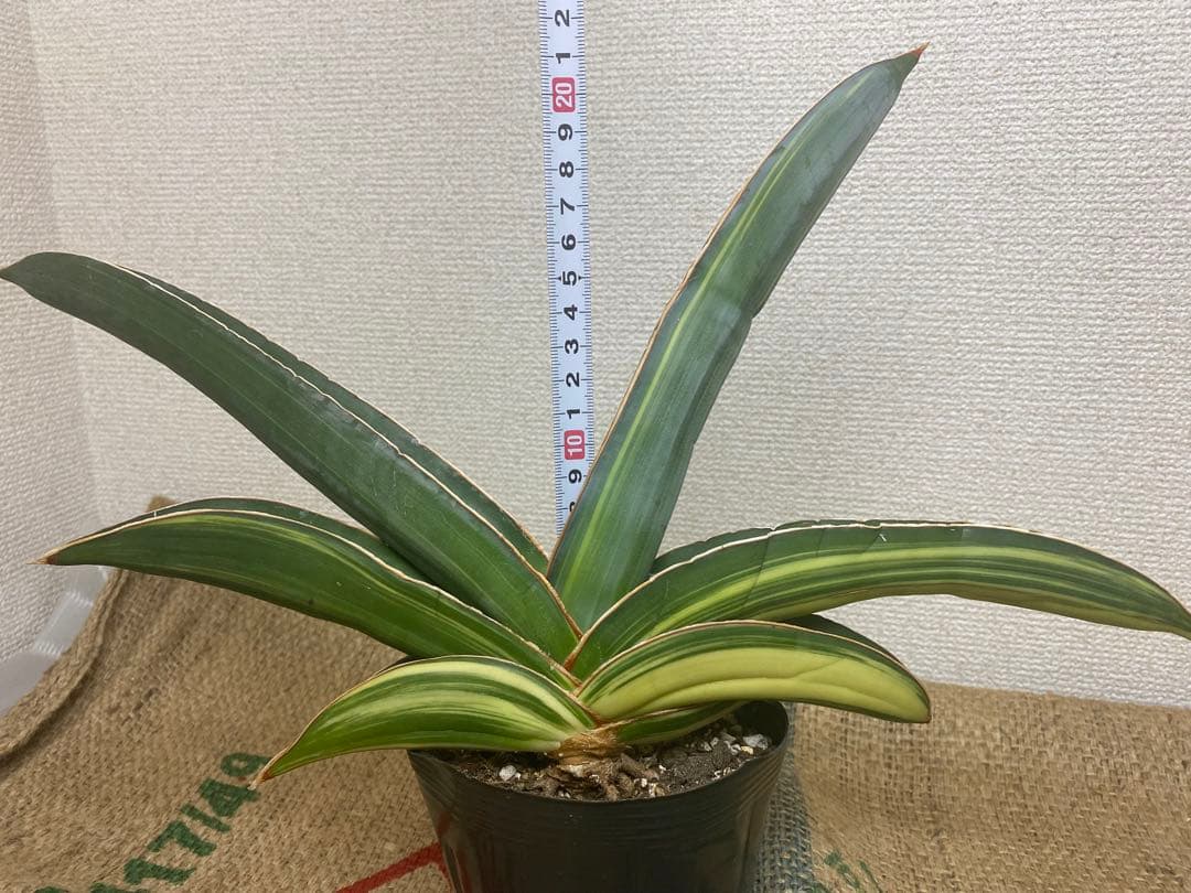 サンスベリア バナナ 斑入 S.Banana Variegated 2