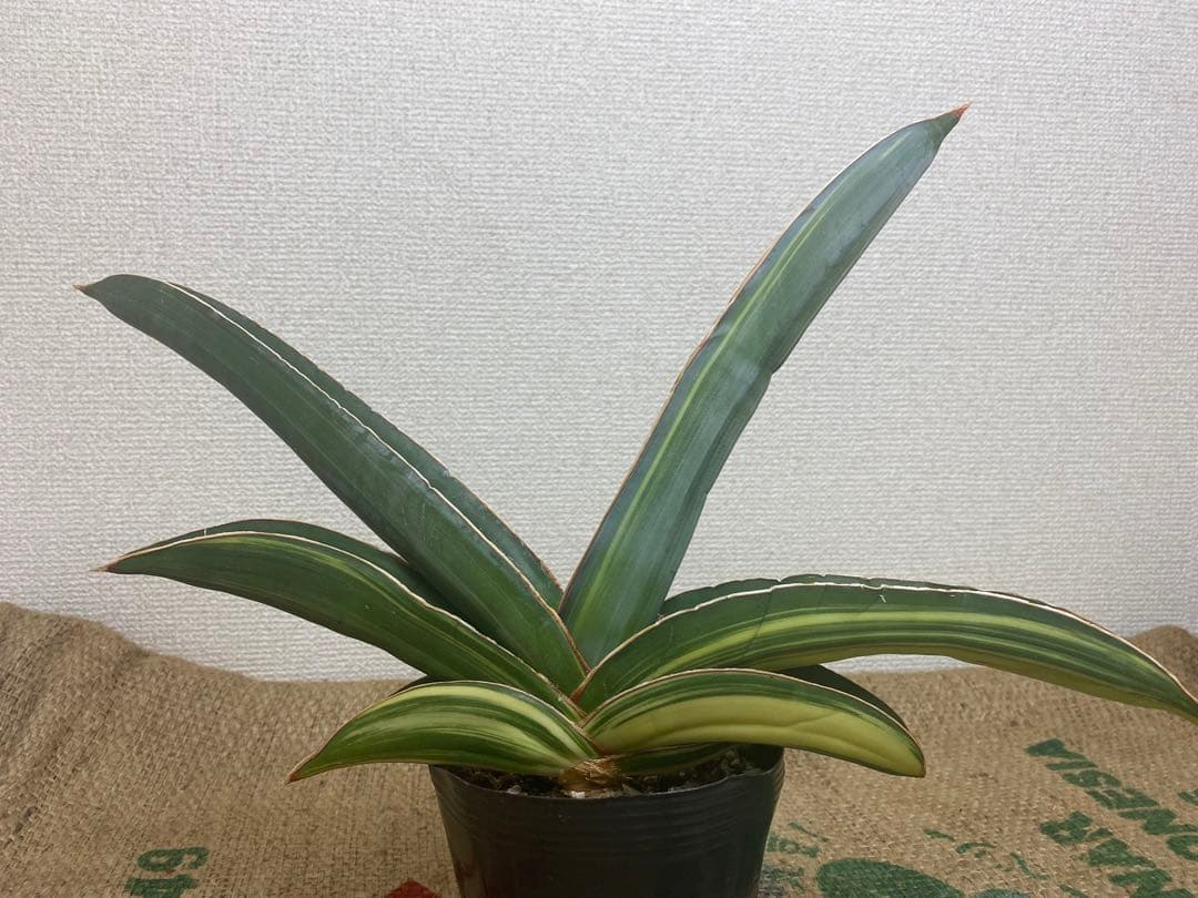 サンスベリア バナナ 斑入 S.Banana Variegated 2