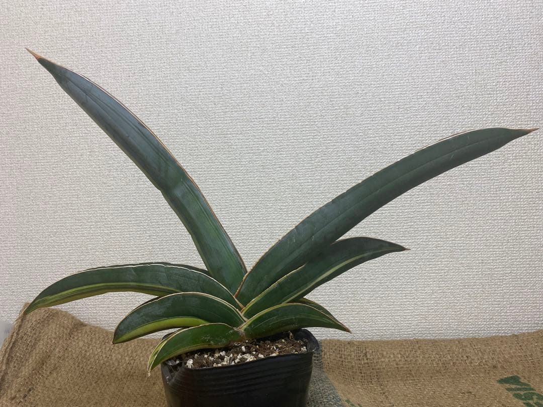 サンスベリア バナナ 斑入 S.Banana Variegated 2