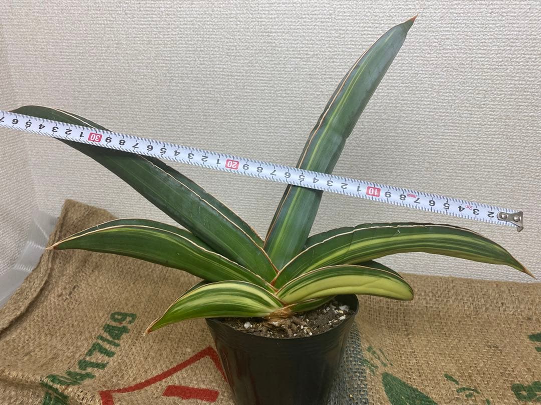 サンスベリア バナナ 斑入 S.Banana Variegated 2