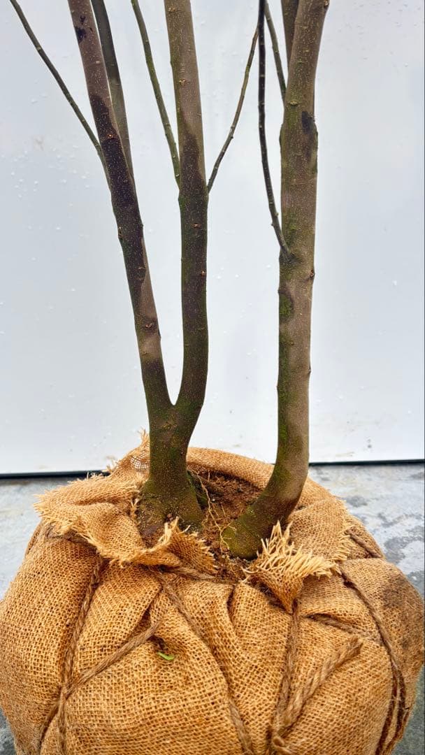 超特大サイズ 細く美しく繊細な樹形 ハイノキ 株立 715 樹高2.7m位