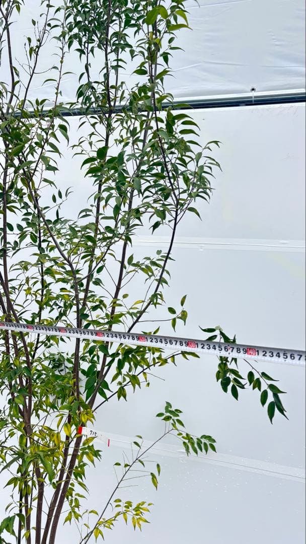 超特大サイズ 細く美しく繊細な樹形 ハイノキ 株立 715 樹高2.7m位