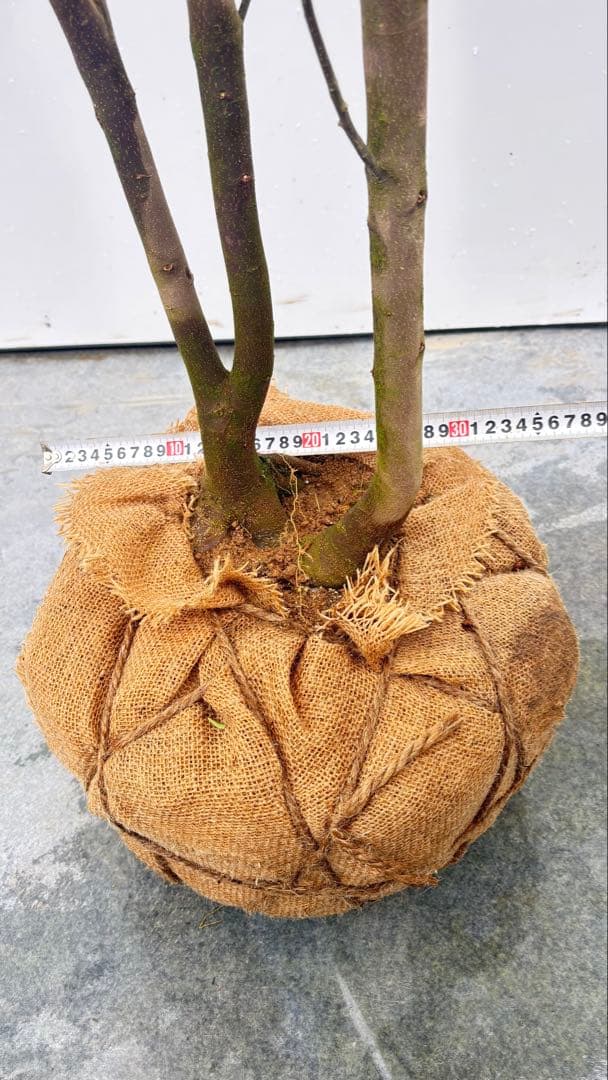 超特大サイズ 細く美しく繊細な樹形 ハイノキ 株立 715 樹高2.7m位