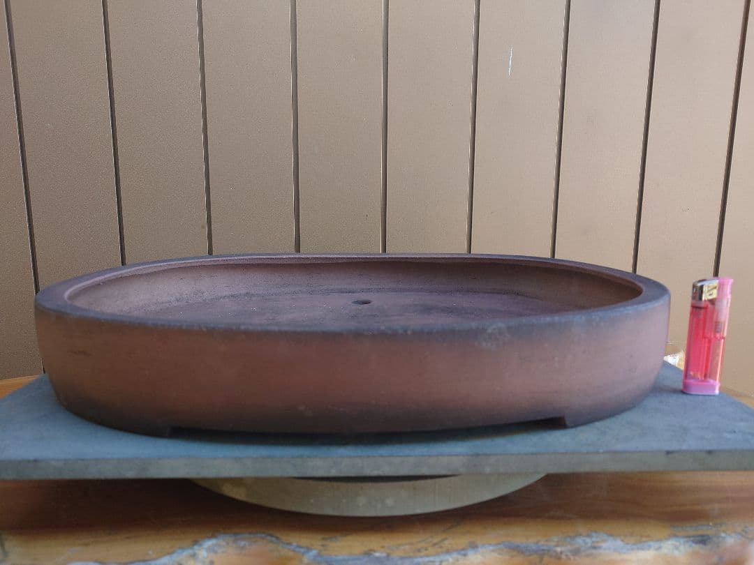 盆栽　鉢　緑巳斉春松　幅47.5cm