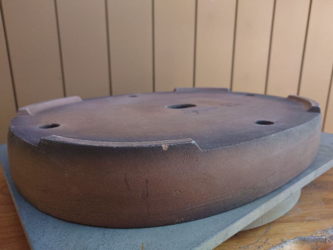 盆栽　鉢　緑巳斉春松　幅47.5cm