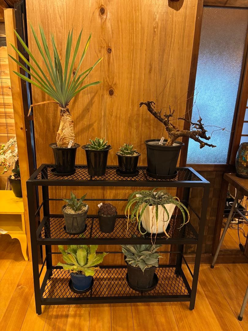 【幅900mm】インダストリアルアイアンシェルフ3段棚 植物棚 アガベ 多肉植物