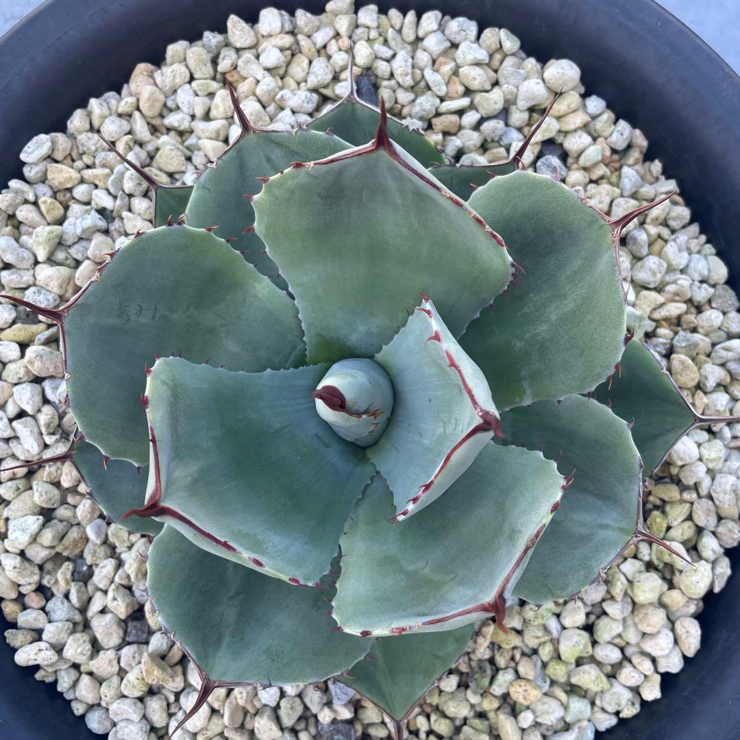 アガベ トランカータ　パリー ドライガーデン