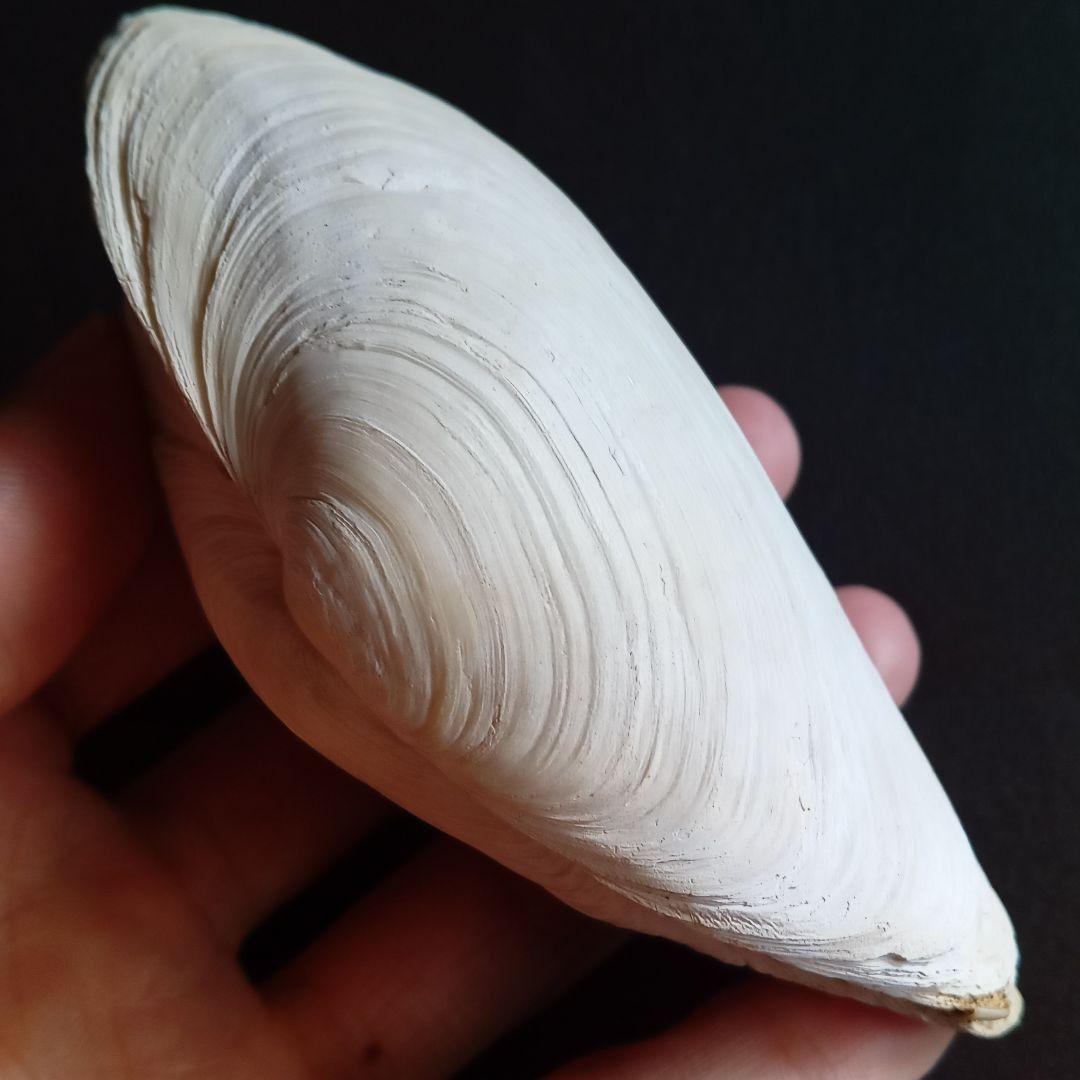 化石　骨格　標本　貝殻　国産　両殻　美麗標本