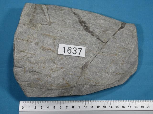 三葉虫　セレノペルティス　モロッコ　No.1637