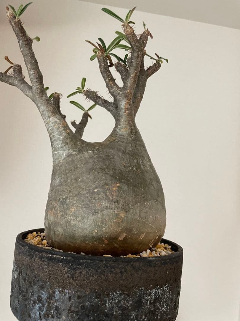 特大 現地球 発根済 パキポディウムグラキリス 加藤裕章 鉢付き