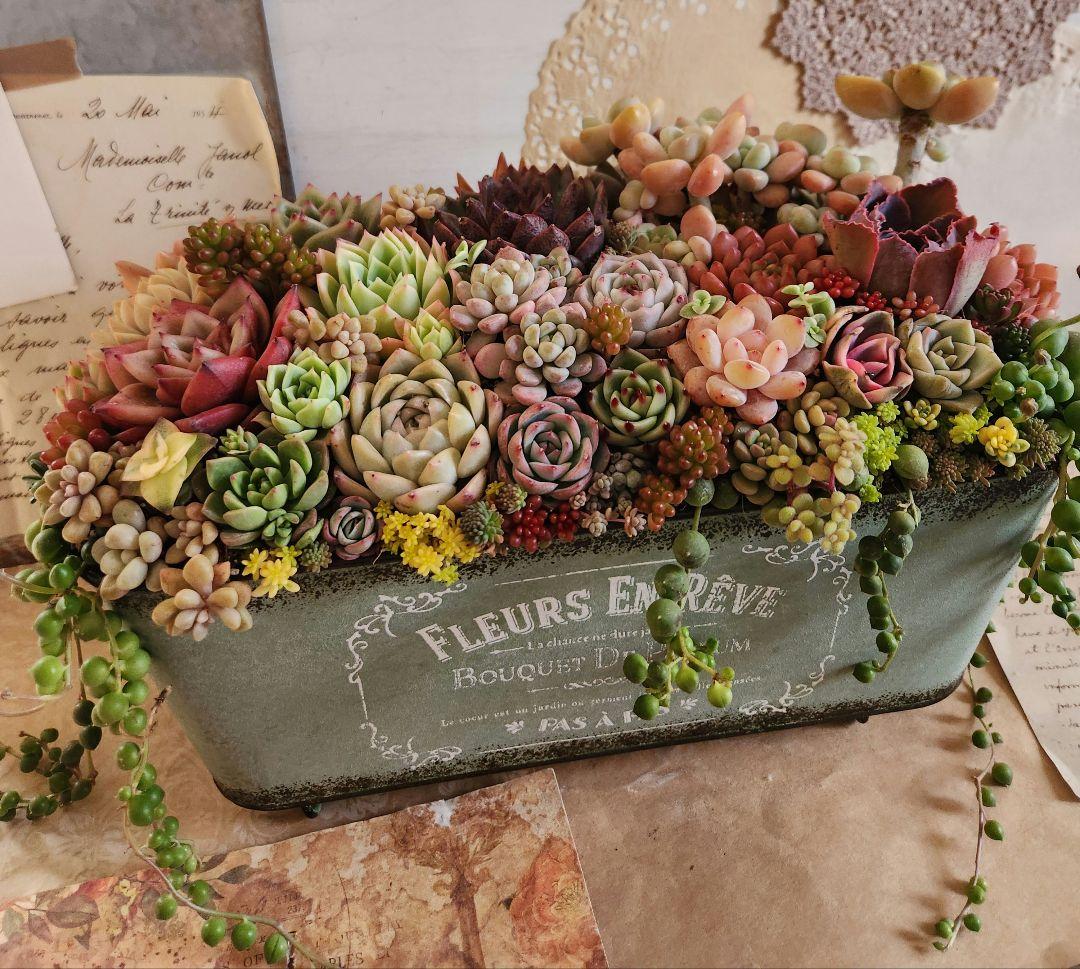 多肉植物寄せ植え　そのまま飾れる　大きなブリキ☆*