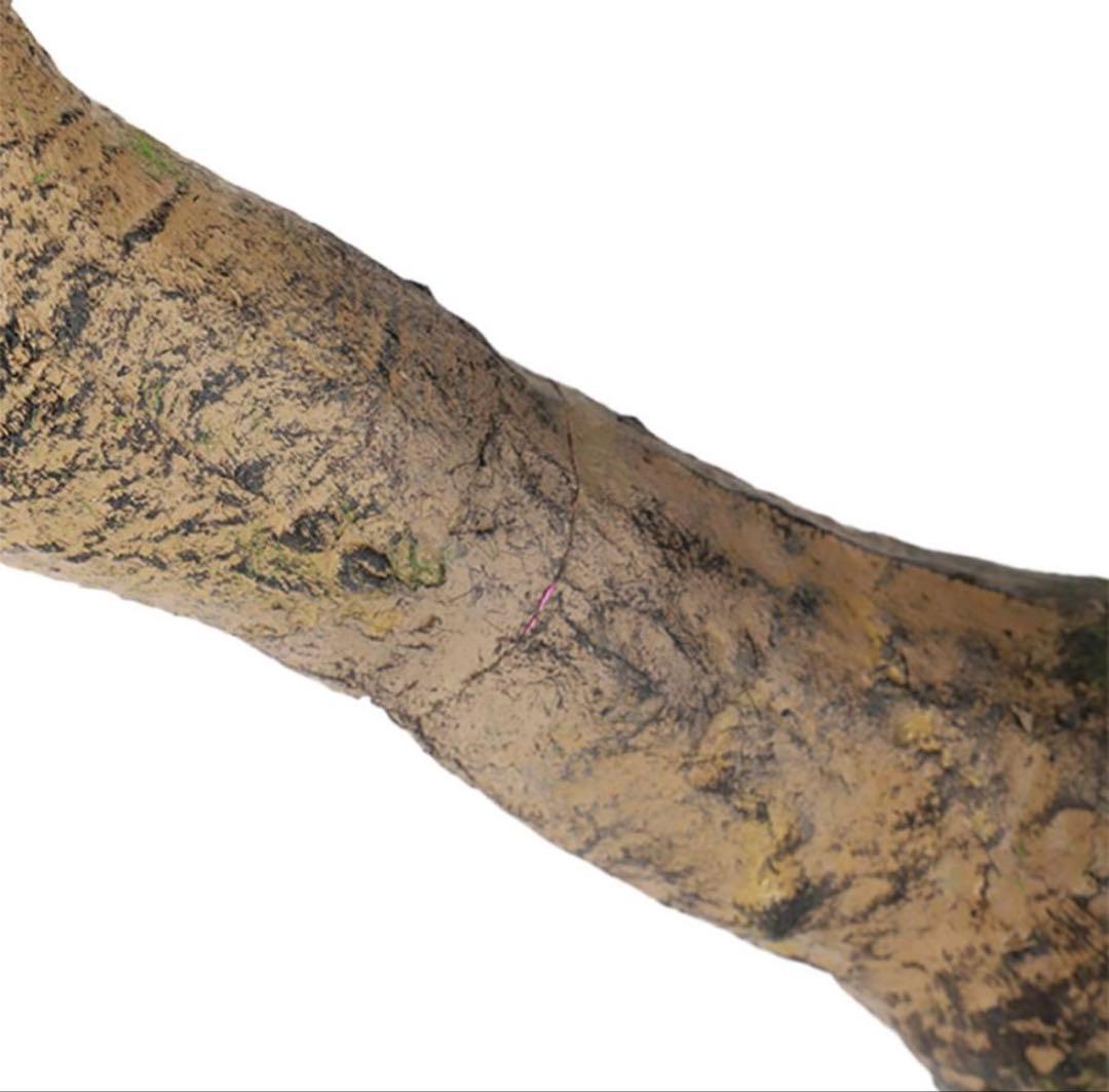 光触媒　人工観葉植物　ウォールグリーン　フェイクグリーン　トネリココアッド鉢付き