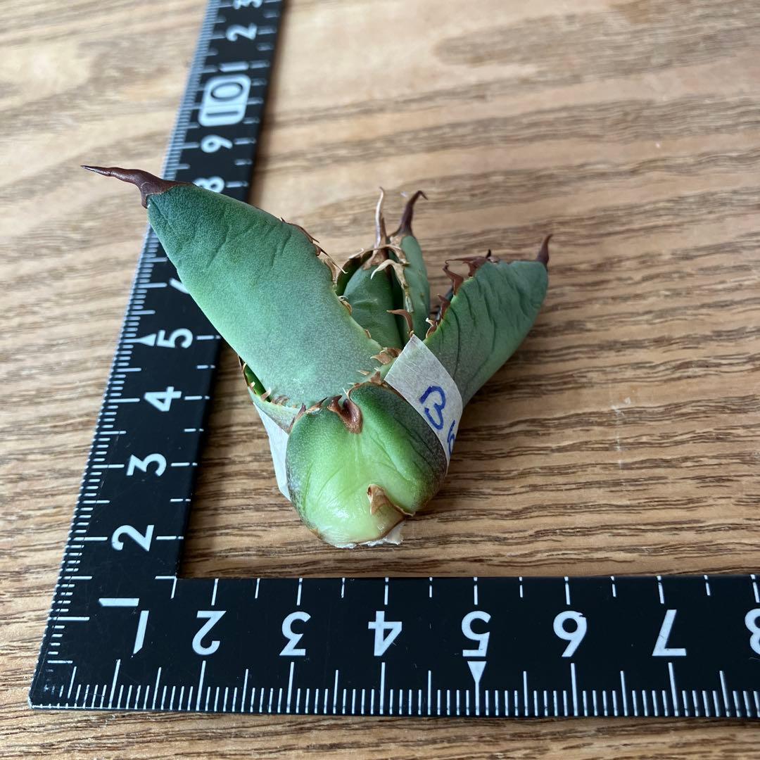 匿名配送【初売り】②REZA産　イラン株　アガベ　BLAZE ブレイズ