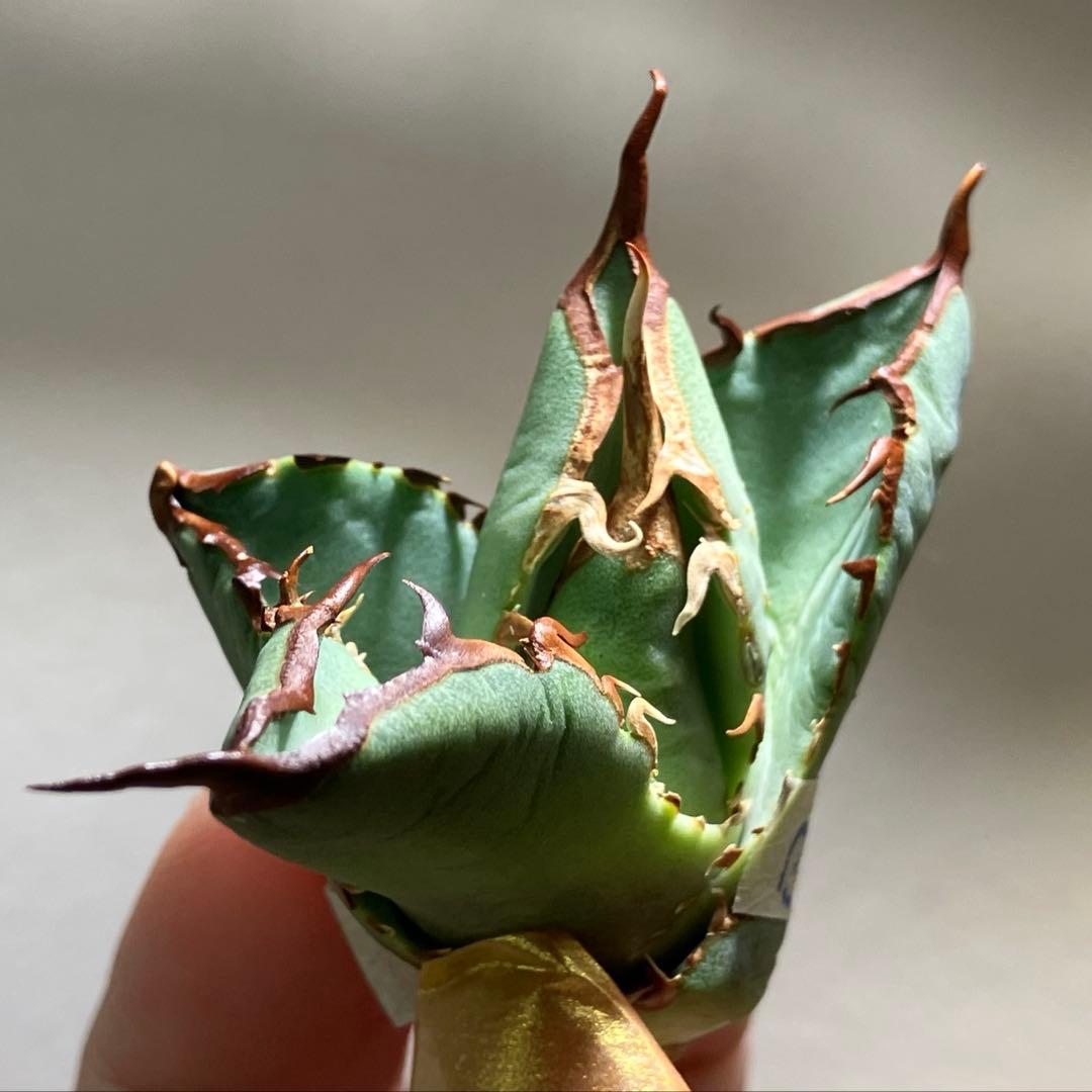 匿名配送【初売り】②REZA産　イラン株　アガベ　BLAZE ブレイズ