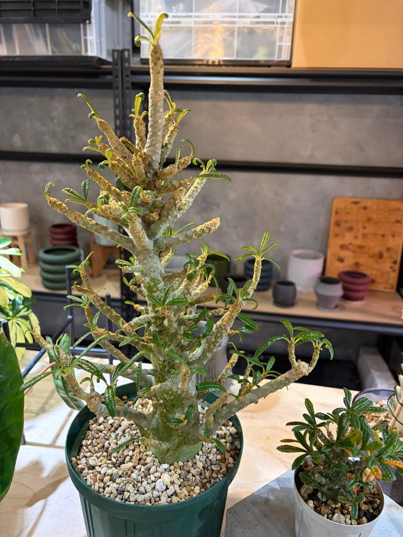 ドルステニアギガス現地と実生セット