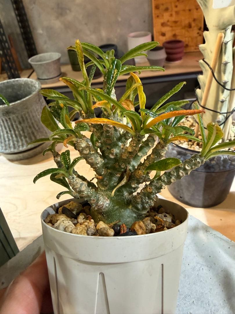 ドルステニアギガス現地と実生セット