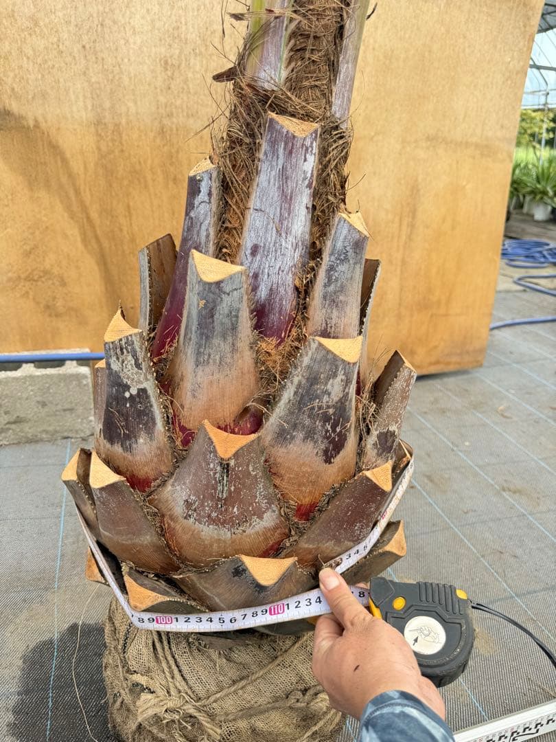 ココスヤシシルバーリーフ【極太】葉先280cm幹回り110cm 幹高60cm