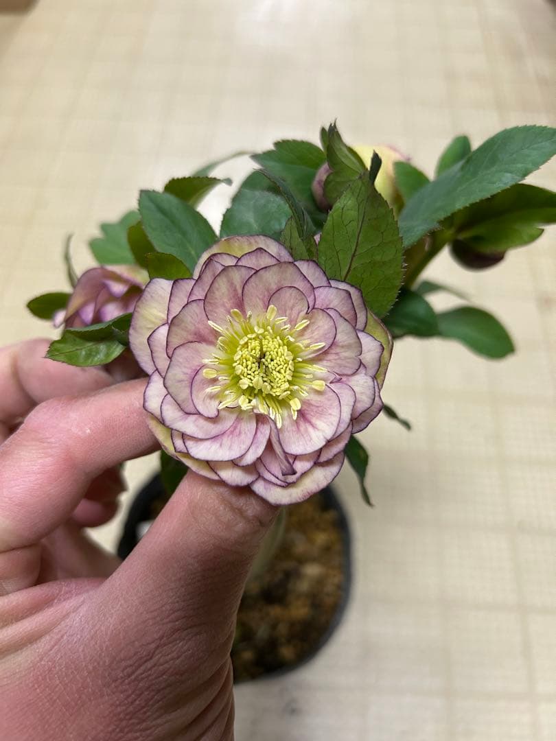 イエロープリマヴェーラ交配 加藤農園クリスマスローズ同梱可能