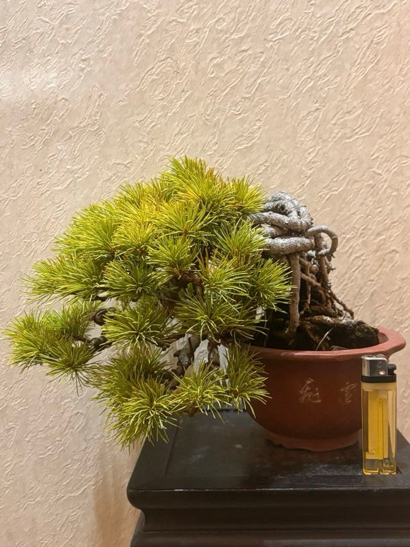 希少激レア！鬼才関野正作　根上がり半懸崖　五葉松　小品　盆栽　黒松　真柏